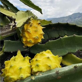Drachenfrucht (Pitaya) gelb süß