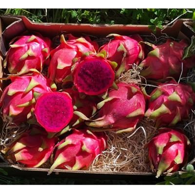 Drachenfrucht (pitaya) direct von Basilio 4kg | Vsl. Lieferung 7. Jan. 2025