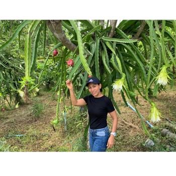 Drachenfrucht (Pitaya) weiß bio