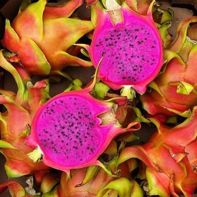 Dragon Fruit (Pitaya) Red Sweet | Jurassic Fruit