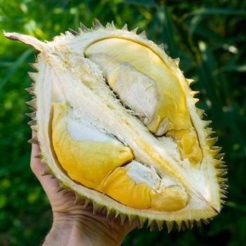 Durian Chanee en fruit entier