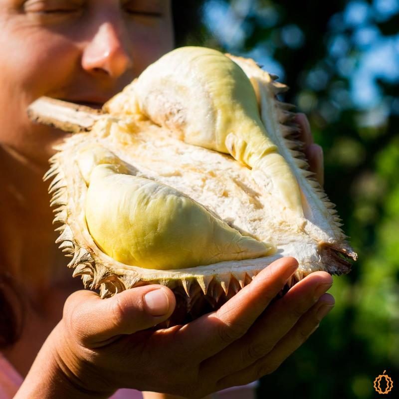 Durian Mon Thong, ganz