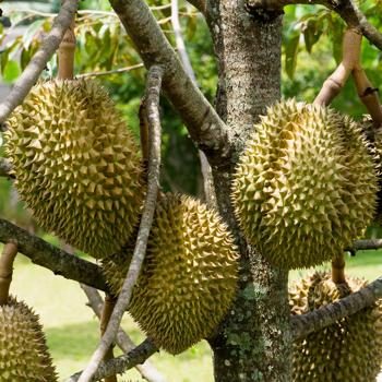 Durian Mon Thong en fruit entier