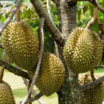 Durian Mon Thong, whole