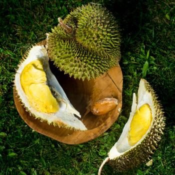 Durian Pomanee en fruit entier