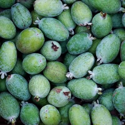 Feijoa bio