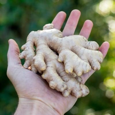 Ginger organic