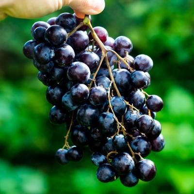 Traube Schwarze Muskateller von Hamburg bio