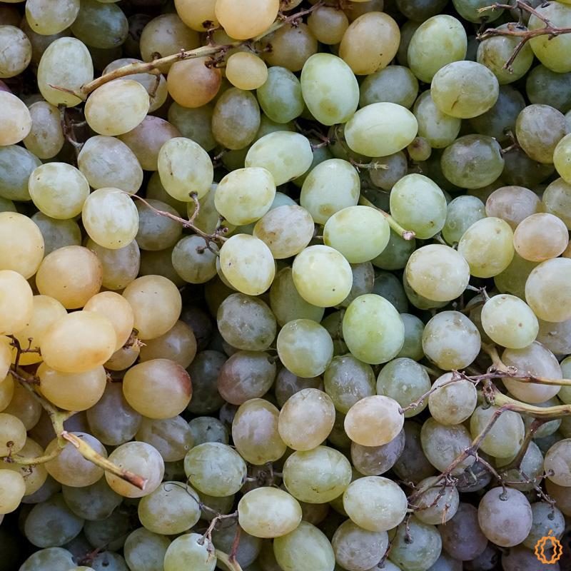 Grape White Moscatel ripe