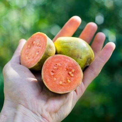 Guava organic