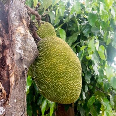 Jacque (Fruit du jacquier) mûr en fruit entier