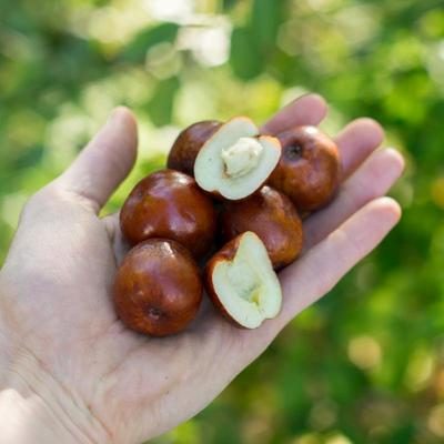 Jujube fresh