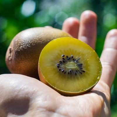 Kiwi Sun Gold bio