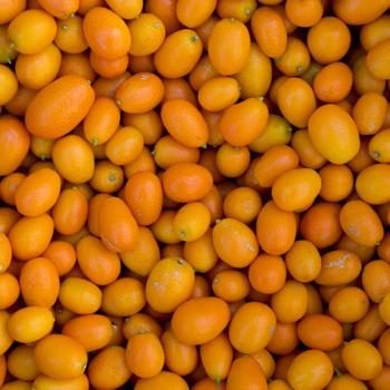 Kumquat bio
