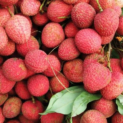 Litchi bio