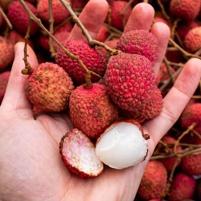 Lychee organic