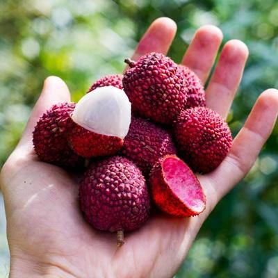 Litchi
