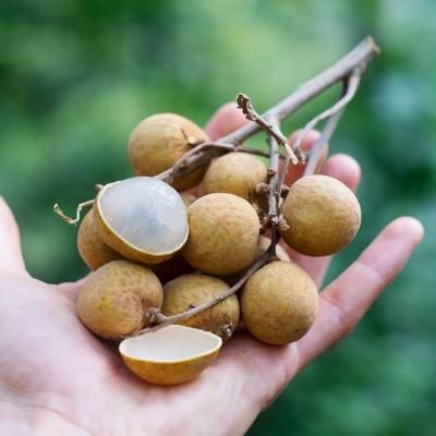 Longan