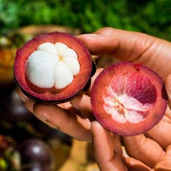 Mangostan Bio Jurassic Fruit