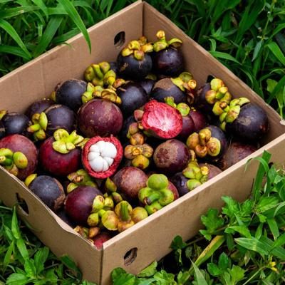 Mangosteen