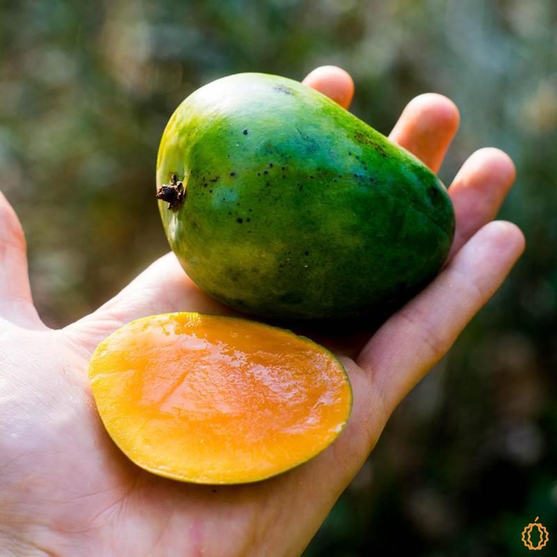 Mango Alfonso organic