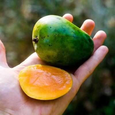 Mangue Alfonso bio
