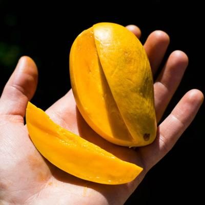 Mango Honig Ataulfo bio