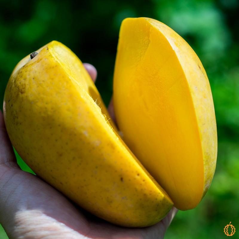 Mango Badri | Buy at Jurassic Fruit