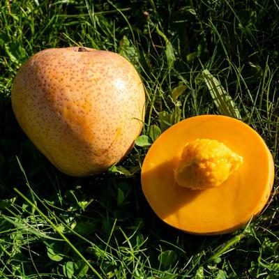 Mango Bowen