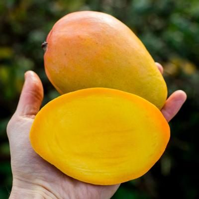 Mango Edward organic