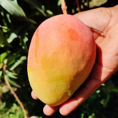 Mango Edward organic