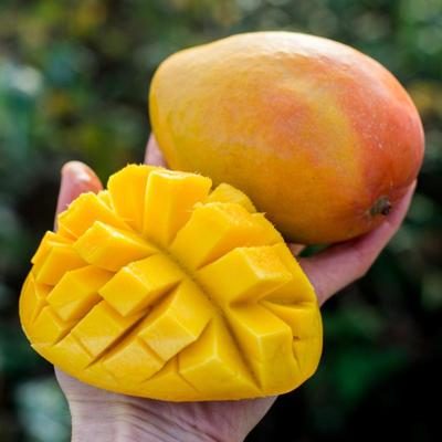 Mango Edward organic