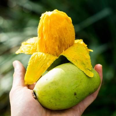 Mangue Émeraude sauvage bio