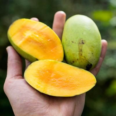 Mangue Émeraude sauvage bio