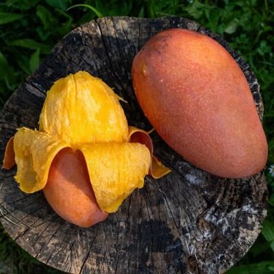 Mango Red Emperor