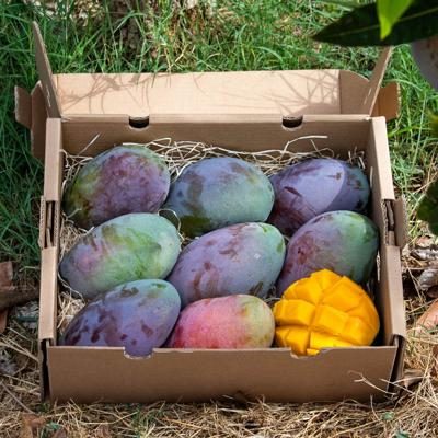 Mango direkt von Iulian bio 5kg