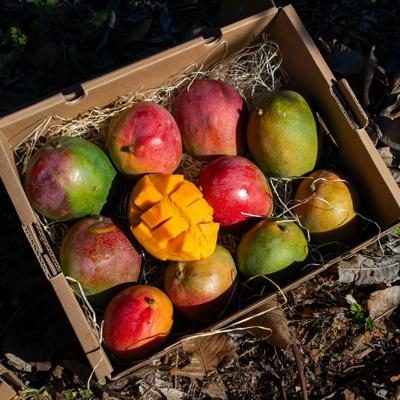 Mango direkt bio von Jan 5kg