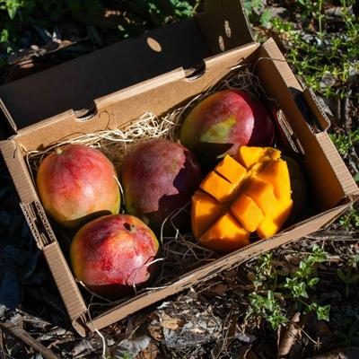 Mango direct organic from Jan 2kg