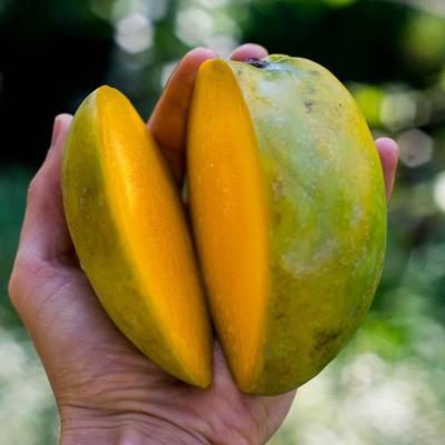 Mango Glen