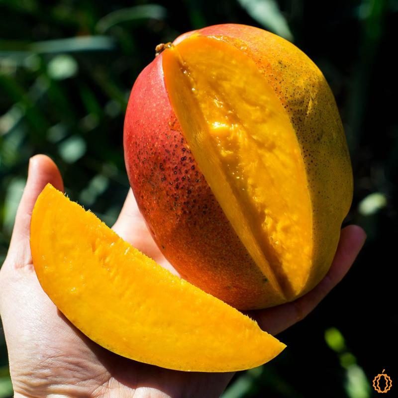 Mango Haden organic
