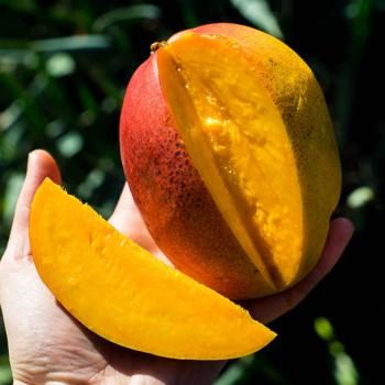 Mangue Haden bio