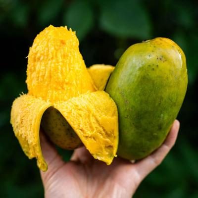 Mango Hendy