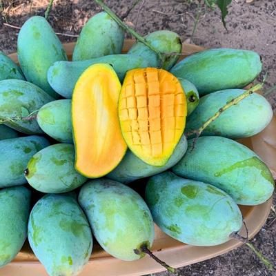 Mangue Hendy