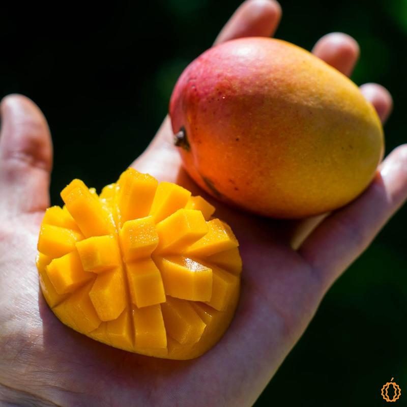 Mangue Irwin mini