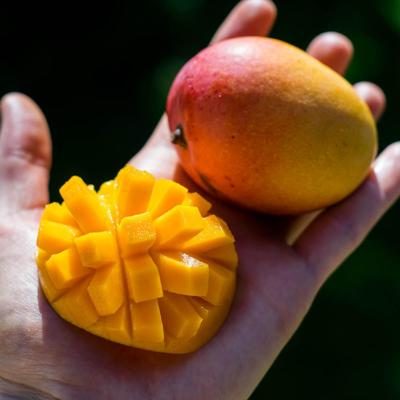 Mango Irwin mini