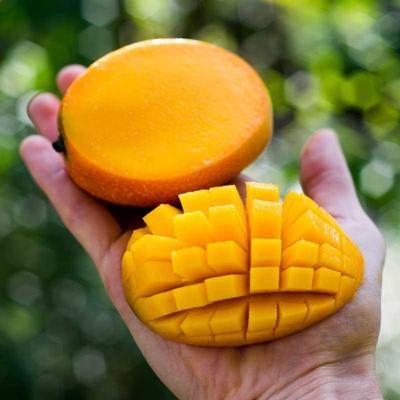 Mango Irwin