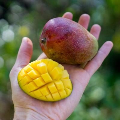 Mango Kent mini