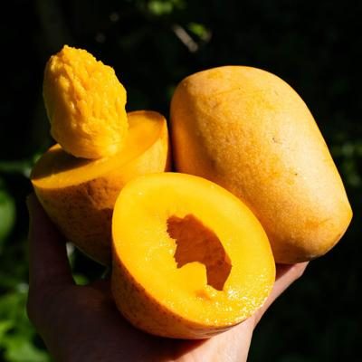 Mango Kaew Kamin