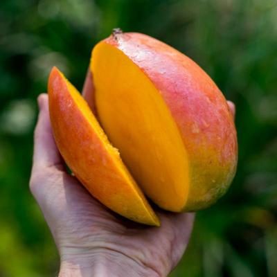 Mango Keitt bio