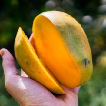 Mango Kensington organic